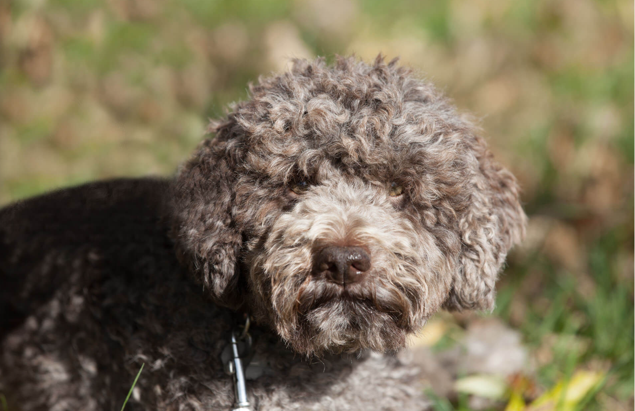 Lagotto truffe suisse