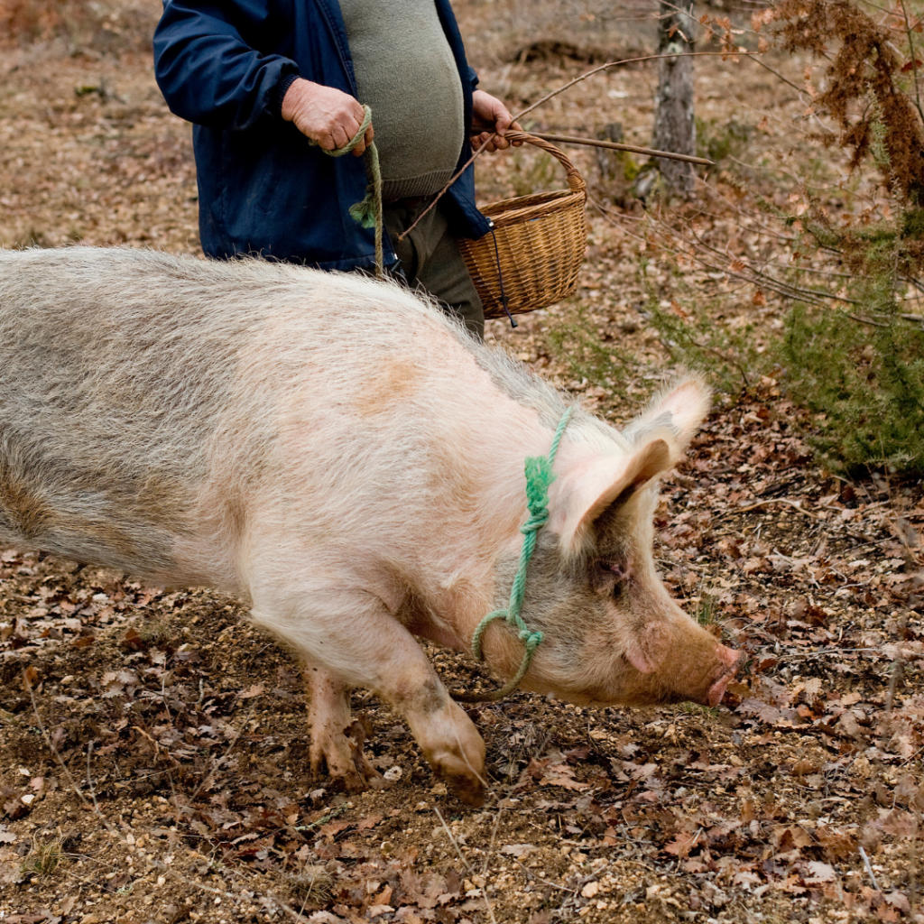 cochon truffe